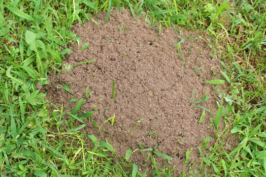 formicaio su prato_ giardino