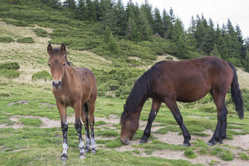 Fototapeta premium Foal and mare