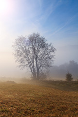 Fototapeta na wymiar Lonely tree on a hill in Transylvania