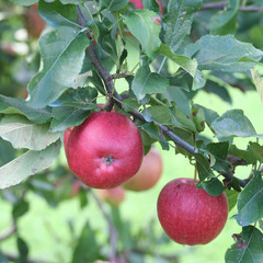 mele rosse su ramo