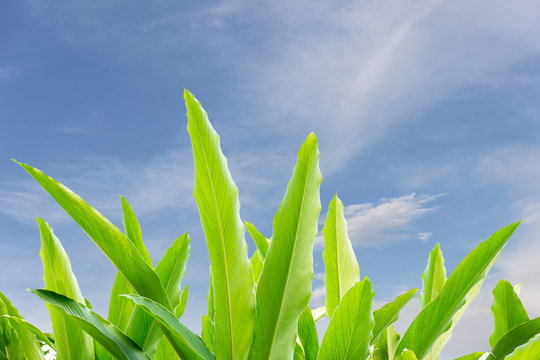 Turmeric leaf