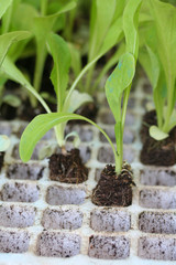 piantine di radicchio verde da trapiantare