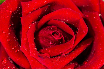 close up of red rose