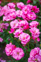 Pink roses in garden