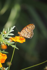 キバナコスモスと蝶