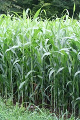 campo di sorgo per foraggio