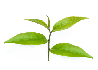 Green tea leaf isolated on white background