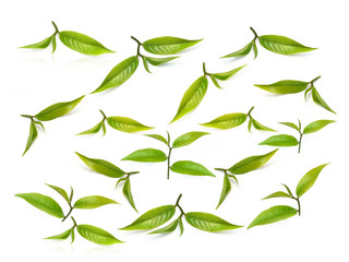 Green tea leaf isolated on white background