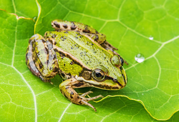 rana esculenta - common european green frog on a dewy leaf