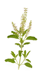 Basil flower