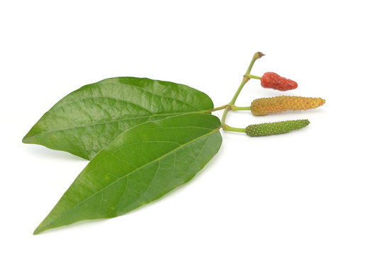 Long pepper or Piper longum isolated on white background