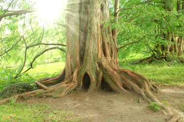 platane