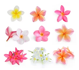 Deurstickers Frangipani Frangipanibloem die op wit wordt geïsoleerd