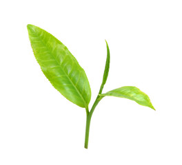 Obraz premium Green tea leaf isolated on white background