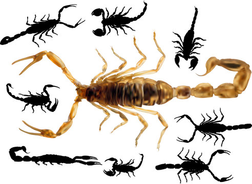nine isolated on white scorpions