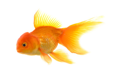 Goldfish on White Background