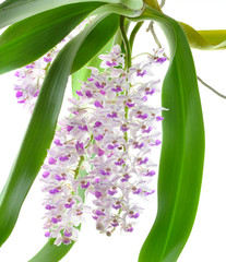 Fototapeta premium Violet orchid isolated on white background