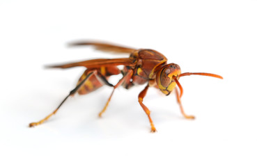 wasp isolated on white background