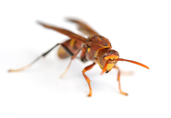 wasp isolated on white background