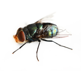 fly
