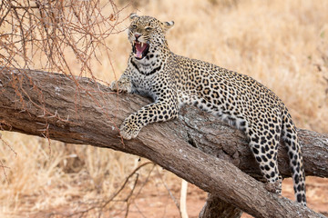 Brüllender Leopard auf Baum