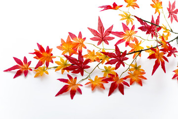 紅葉のイメージ　