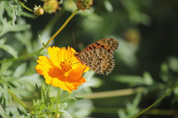 キバナコスモスと蝶