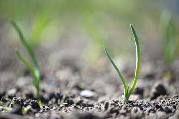 close-up of the onion plantation in the vegetable garden