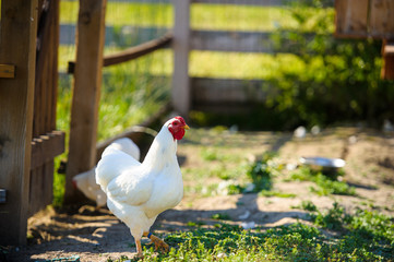 chicken