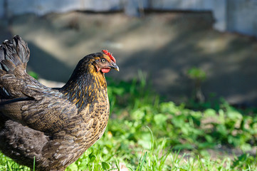 chicken