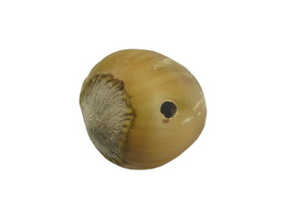 insect curculio nucum © Witold Krasowski