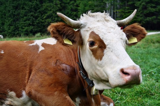 396 Best Cornuto Images Stock Photos Vectors Adobe Stock