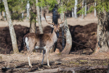 Naklejka na ściany i meble Adult deer in the woods. Latvia