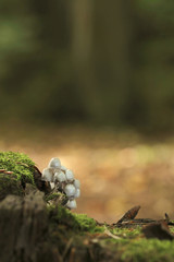 Fungi