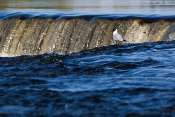 Bird at waterfall hunting fish