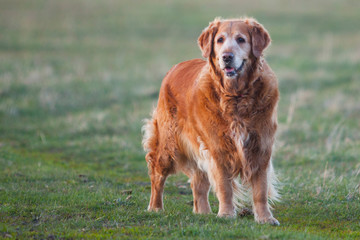 Labrador retriever in park at the sunrise - back lit.