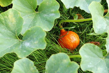 pumpkin in the grass