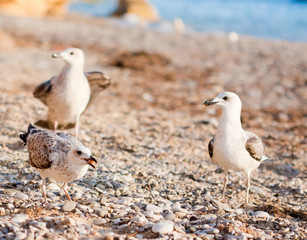 seagulls on the beach