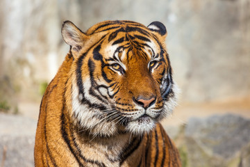 Fototapeta na wymiar Close-up of a Tigers face.