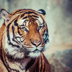 Close-up of a Tigers face.