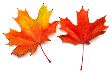 Colored autumn leaves