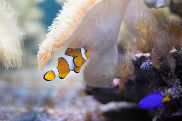 Tropic fish
