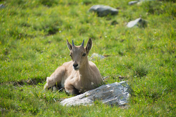 Fototapeta premium West Caucasian tur
