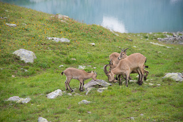 The West Caucasian tur (Capra caucasica)