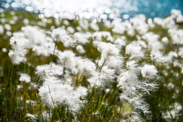 Mountain Lake. Caucasian National Park