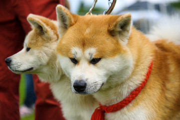 Akita Inu dog on green grass