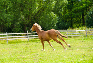 Horse in meadow. Summer day