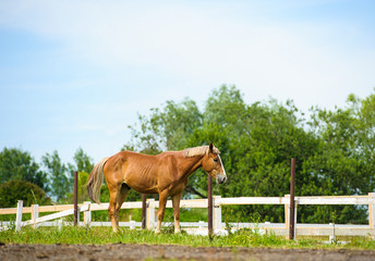 Fototapeta premium Horse in meadow. Summer day