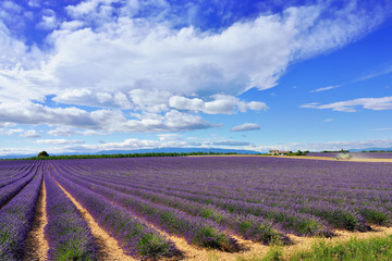 Obraz premium Lavender field