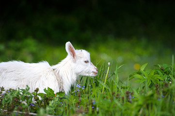 Obraz premium Funny white baby of goat on the green grass